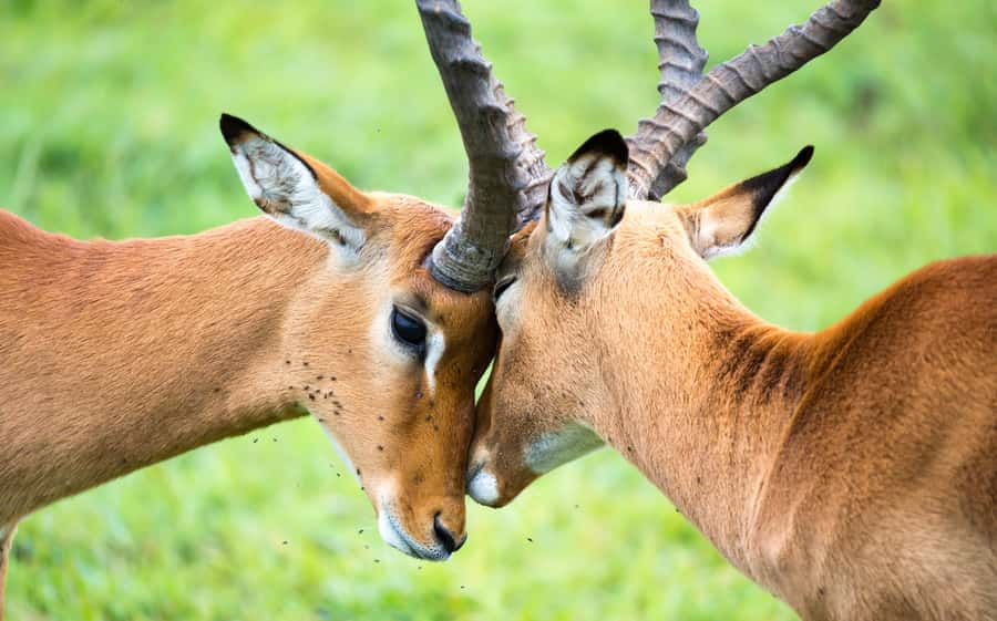 Day Trip: Amboseli National Park & Maasai Village - Nairobi - Should You Book? My Straight Answer