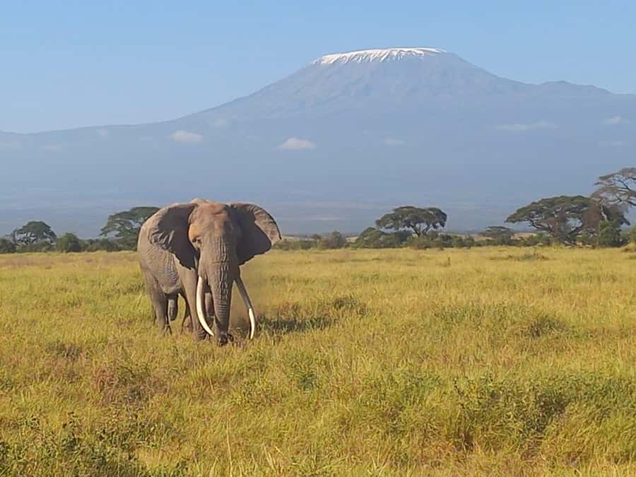 DAY TRIP AMBOSELI PARK FROM NAIROBI AND MASAI VILLAGE. - Key reasons this day trip is worth your time