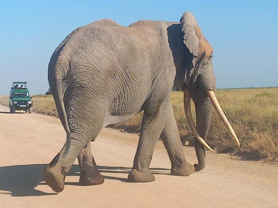 DAY TRIP AMBOSELI PARK FROM NAIROBI AND MASAI VILLAGE. - Why Amboseli and Mount Kilimanjaro fit a 12-hour schedule