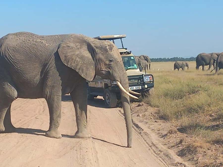 DAY TRIP AMBOSELI PARK FROM NAIROBI AND MASAI VILLAGE. - Your Amboseli game drive: swamps, acacia shade, and elephant herds