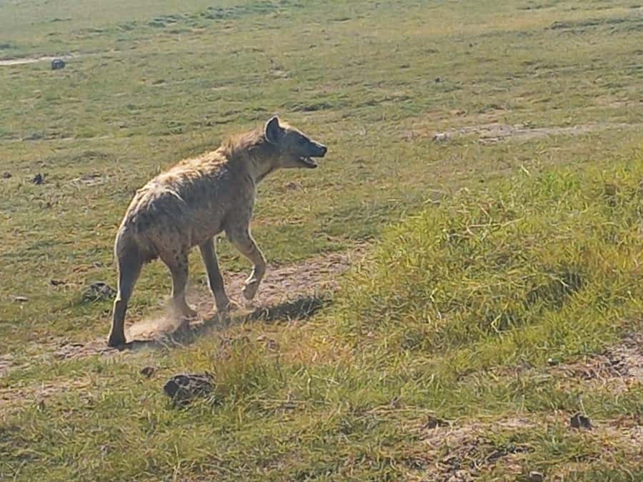 DAY TRIP AMBOSELI PARK FROM NAIROBI AND MASAI VILLAGE. - Masai Village visit: walk, crafts, and a dance show in 1.5 hours