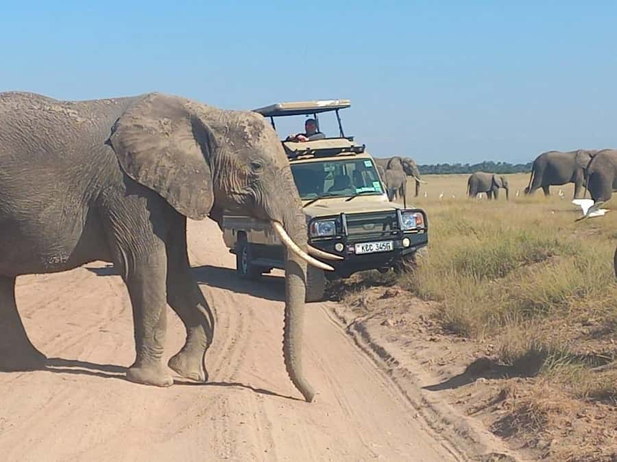 DAY TRIP AMBOSELI PARK FROM NAIROBI AND MASAI VILLAGE. - Price and value: what $500 covers, and what it doesn’t