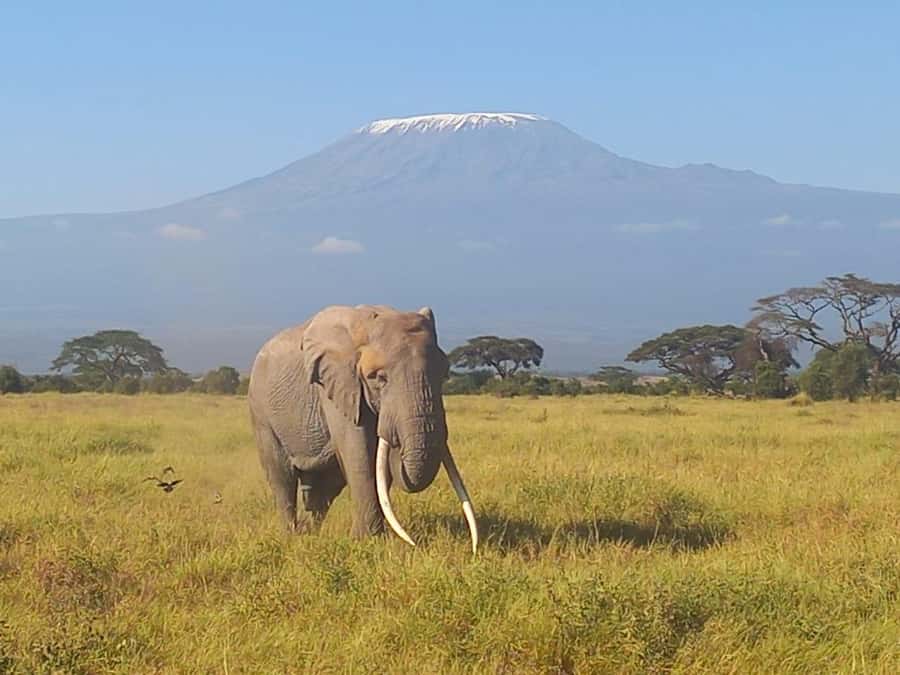 DAY TRIP AMBOSELI PARK FROM NAIROBI AND MASAI VILLAGE. - The Nairobi pickup, the drive time, and the bumpy road reality