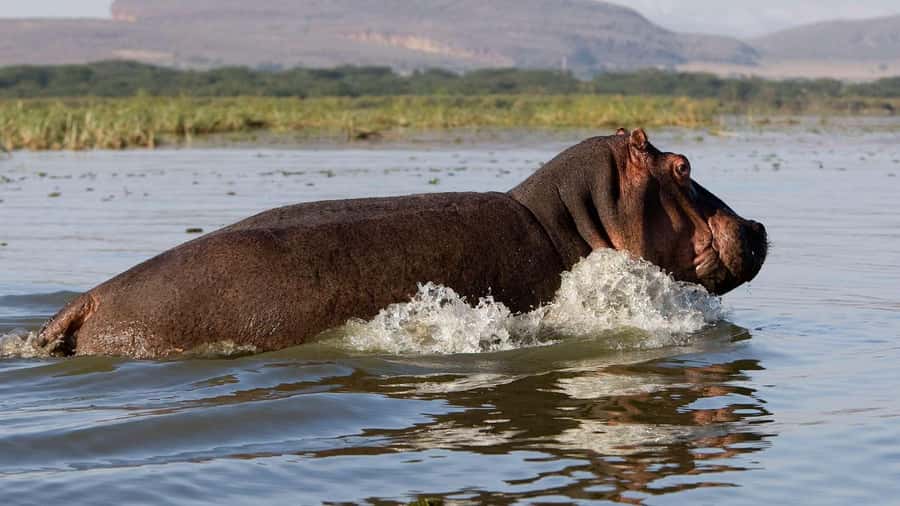 Day Trip: Hell's Gate Bike Ride & Lake Naivasha Boat Ride - Key Things That Make This Day Trip Work