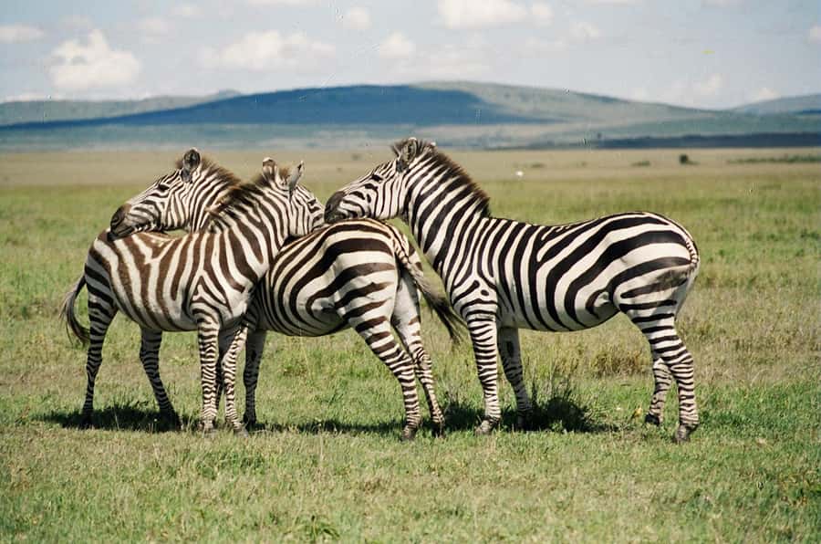 Day Trip: Hell's Gate Bike Ride & Lake Naivasha Boat Ride - A Day Trip That Feels Like Three Safaris, Not One