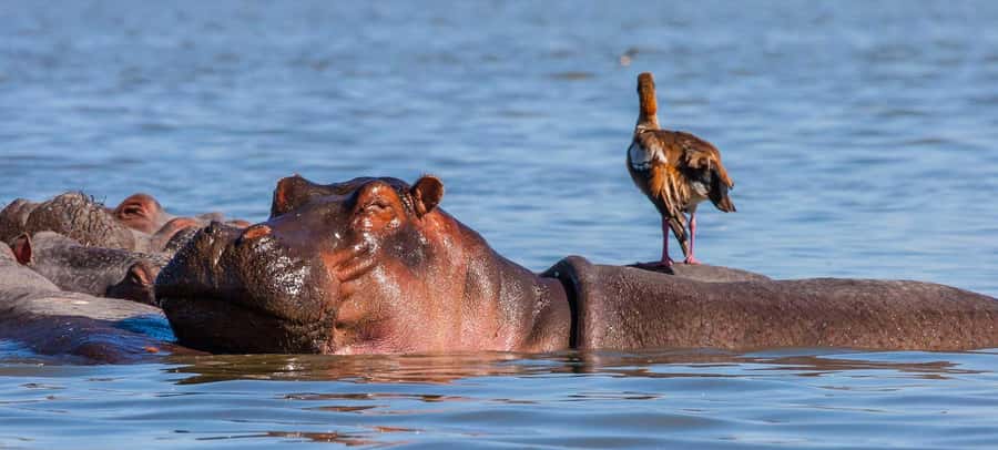 Day Trip: Hell's Gate Bike Ride & Lake Naivasha Boat Ride - Who This Trip Suits Best, and Who Should Rethink It
