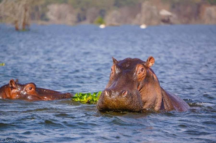 Day trip lake Naivasha and Hells gate - Lake Naivasha boat safari: the calm part of the day