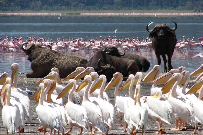 Day trip - Lake Nakuru National Park Tour From Nairobi - Why Lake Nakuru Works So Well From Nairobi