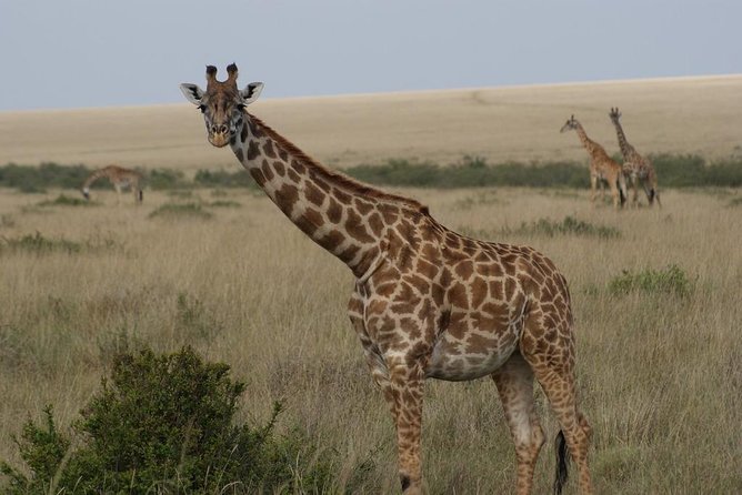 Day trip - Lake Nakuru National Park Tour From Nairobi - Rhinos, Acacias, and Other Big-Game Targets