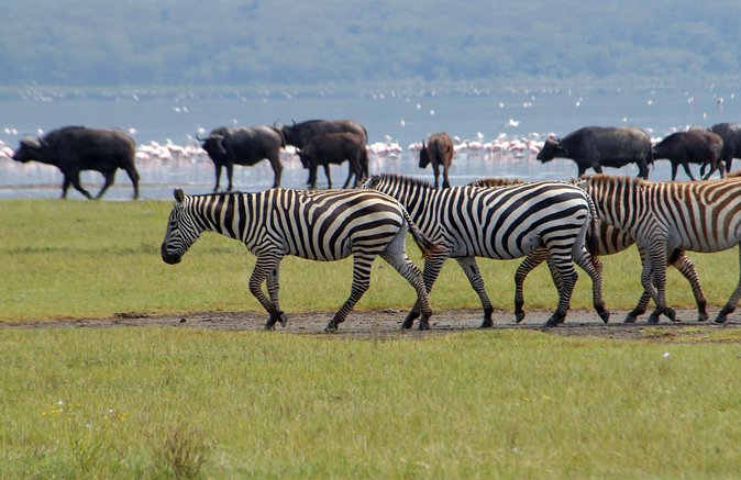 Day trip - Lake Nakuru National Park Tour From Nairobi - The Role of the Driver-Guide (Why Your Eyes Matter)