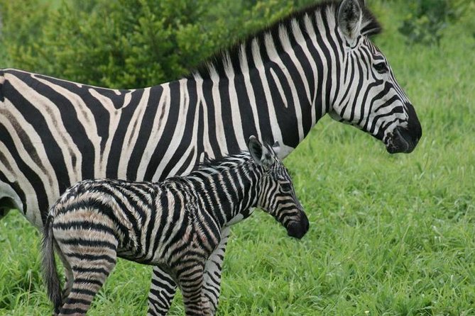 Day trip - Lake Nakuru National Park Tour From Nairobi - Photos, Timing, and Birdwatching on a One-Day Schedule
