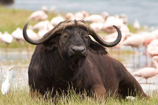 Day trip - Lake Nakuru National Park Tour From Nairobi - Price and Value: What $130 Covers, and What You’ll Add