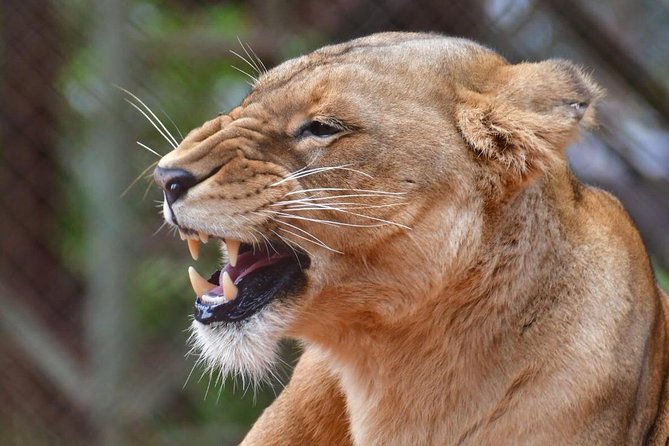 Day trip - Lake Nakuru National Park Tour From Nairobi - Who This Tour Suits Best (And Who Might Want a Different Plan)