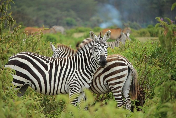 Day trip - Lake Nakuru National Park Tour From Nairobi - Getting There Comfortably: Pickup, Minivan, and the Shape of the Day