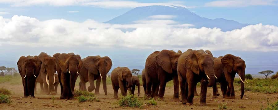 Day Trip to Amboseli National Park from Nairobi. - Key things I’d bookmark before you go