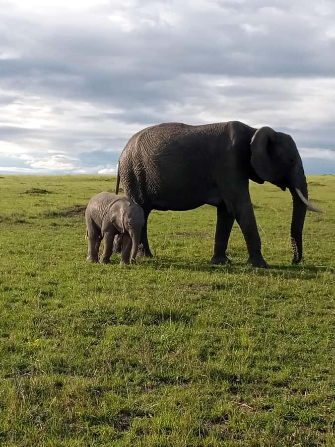 Day Trip to Amboseli National Park from Nairobi. - Sunrise out of Nairobi, and why the timing matters