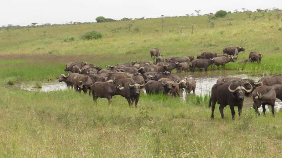 Day Trip to Amboseli National Park from Nairobi. - The main event: game drive on a 4WD with pop-up roof