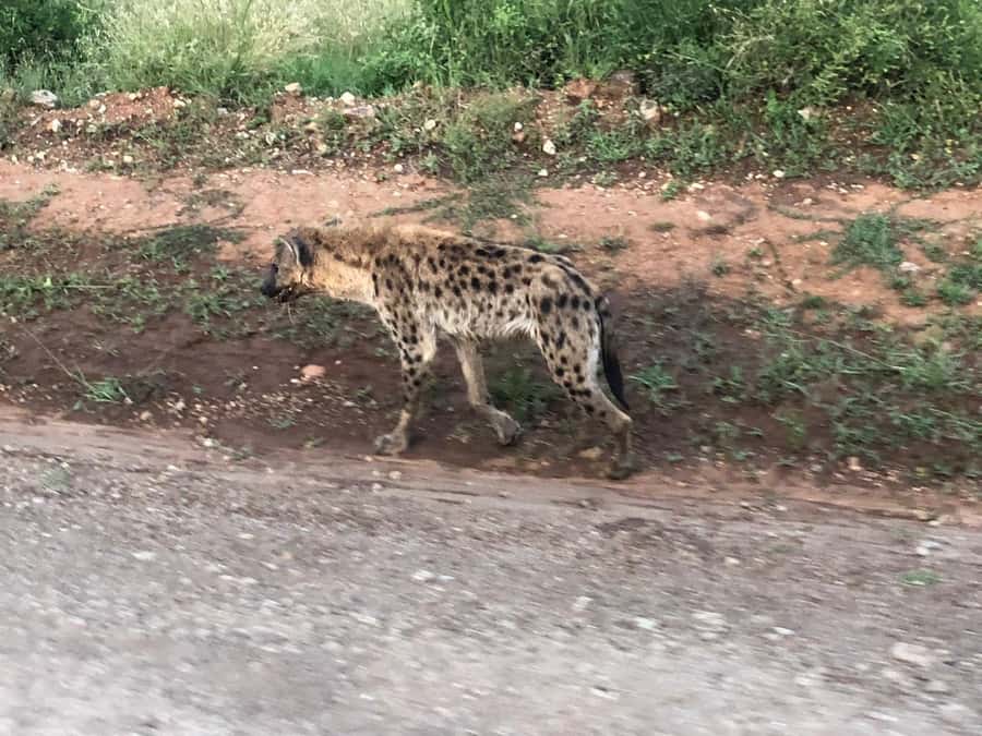 Day Trip to Amboseli National Park from Nairobi. - Mt.Kilimanjaro snow-capped views and 360-degree photo time