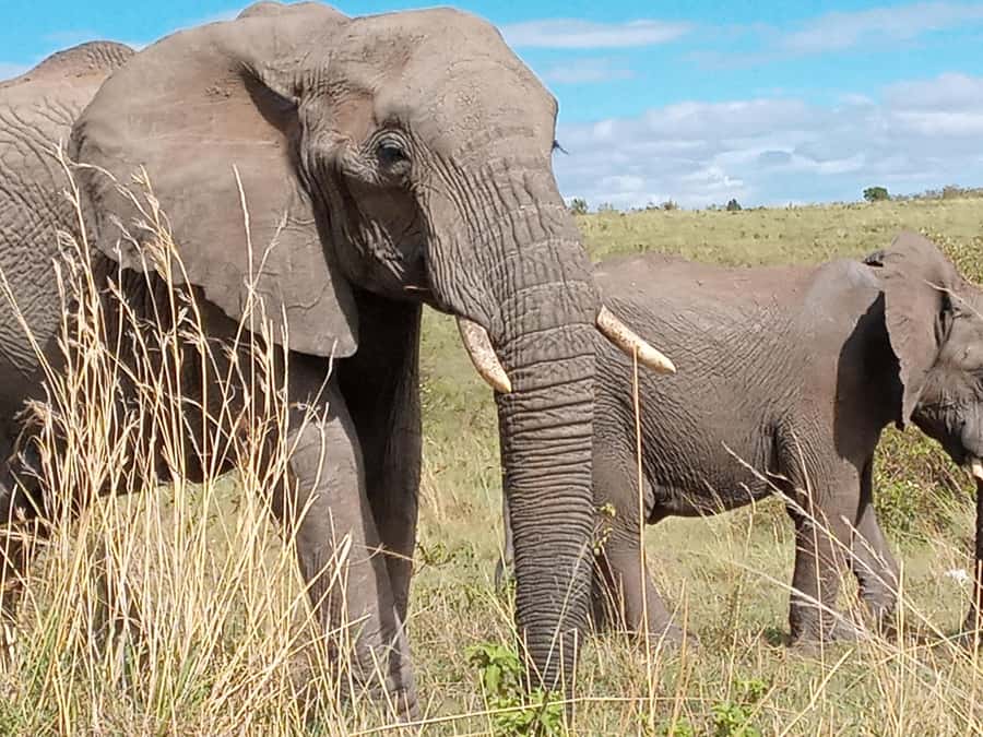 Day Trip to Amboseli National Park from Nairobi. - Getting into Amboseli, savannah grasslands and the water story