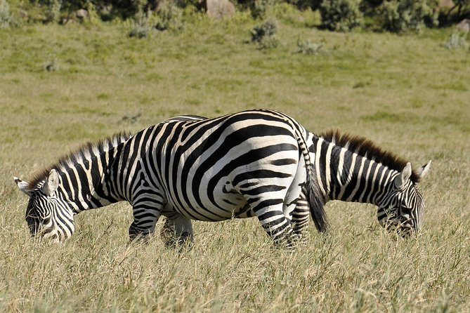 Day Trip To Crescent Island And Hells Gate National Park - Lake Naivasha: birds first, then a smooth gateway to Crescent Island