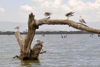 Day Trip To Crescent Island And Hells Gate National Park