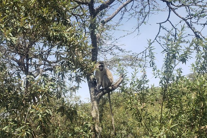 Day trip to Hells Gate National Park with boat ride on Lake Naivasha - Price and value: what your $75 covers, and what you should budget separately