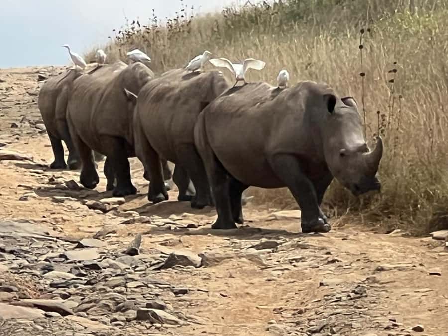Day Trip to Lake Nakuru National Park from Nairobi - Key highlights you should care about