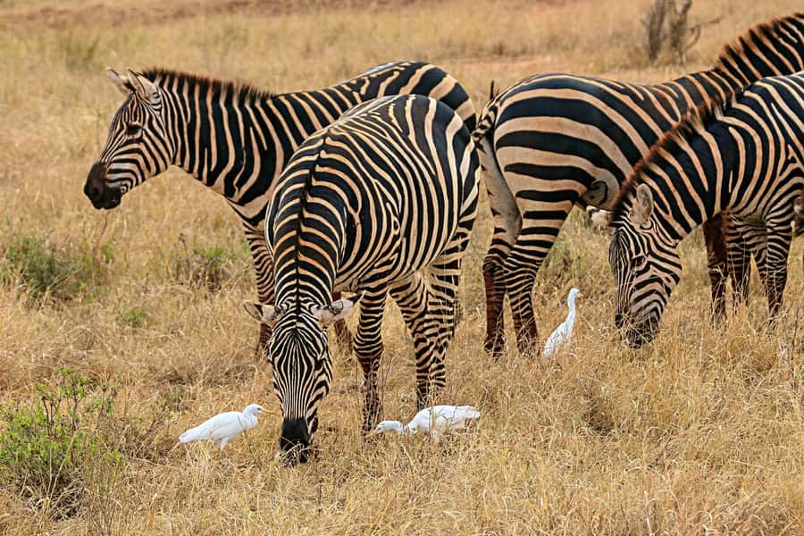Day Trip to Lake Nakuru National Park from Nairobi - Game Drive Highlights: Flamingos, Rhinos, and Big Cat Possibilities