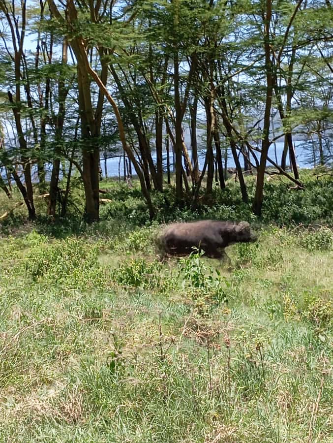 Day Trip to Lake Nakuru National Park from Nairobi - Birdwatching Bonus: 400+ Species Without Changing Your Plan
