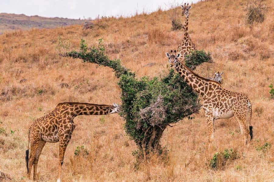 Day Trip to Lake Nakuru National Park from Nairobi - Who This Day Trip Is Best For, and Who Should Rethink It