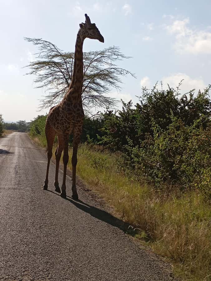 Day Trip to Lake Nakuru National Park from Nairobi - Getting Out of Nairobi: Rift Valley Scenery and the Early-Start Tradeoff