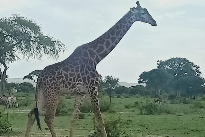 Day Trip to Mount Longonot National Park and Lake Naivasha - Nairobi pickup, the drive to the Rift Valley, and what to expect at 6:00 am