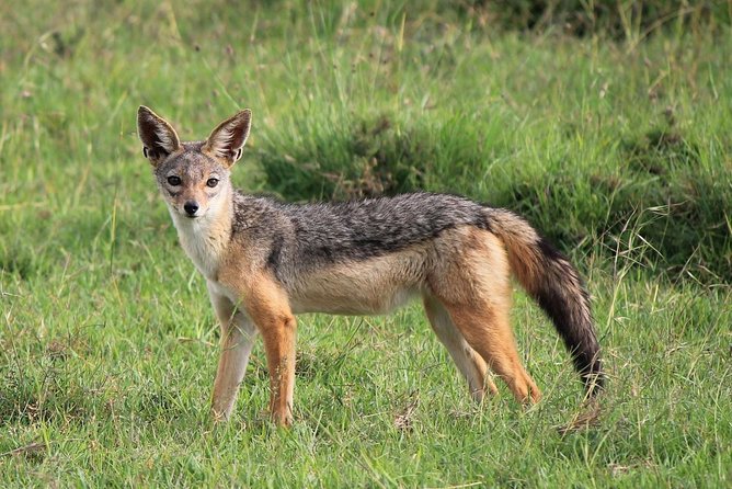 Day trip to Ol Pejeta conservancy from Nairobi - The northern side game drive: chimps and the kind of sightings you can actually enjoy