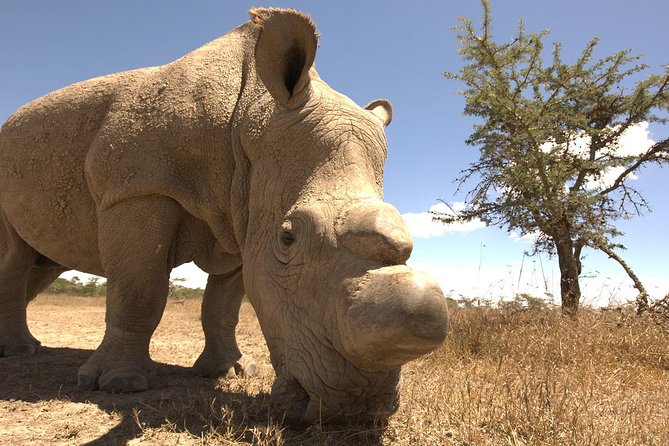 Day trip to Ol Pejeta conservancy from Nairobi - Sweetwaters Serena Camp: lunch time plus a live wildlife watering hole