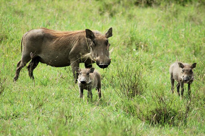 Day trip to Ol Pejeta conservancy from Nairobi - Eastern Ol Pejeta: Baraka the blind rhino and the northern white rhinos