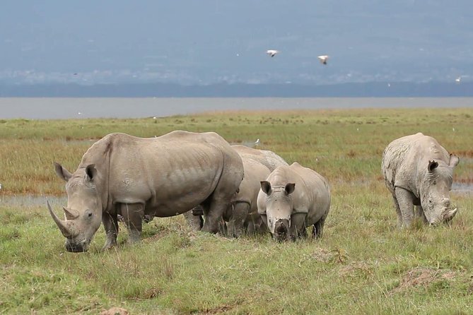Day trip to Ol Pejeta conservancy from Nairobi - Price and value: what the headline cost misses, and what makes it worth it