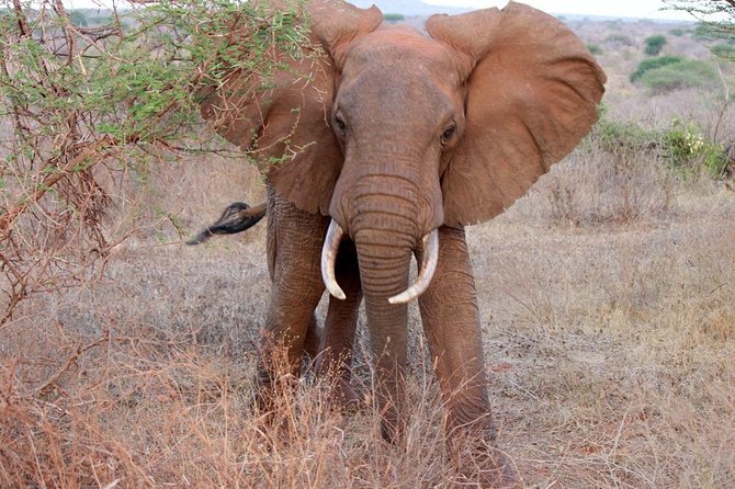 Day Trip - Tsavo East National Park ( Man Eater Lions of Tsavo & Other Big Five) - Tsavo East morning game drive: your best shot at lions, rhinos, elephants