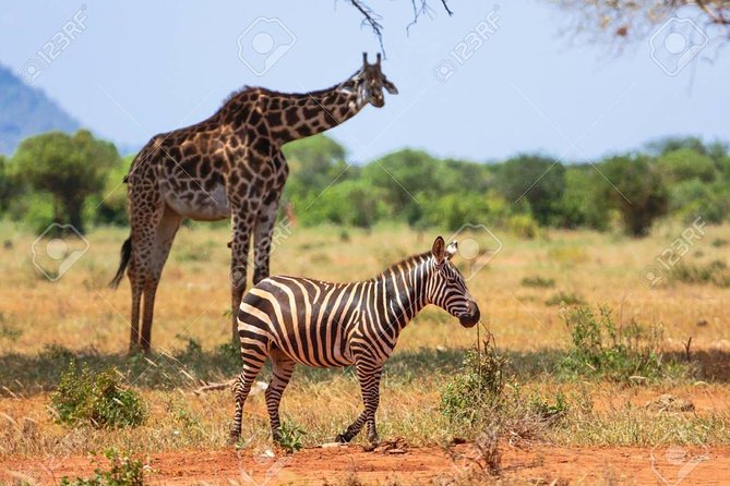 Day Trip - Tsavo East National Park ( Man Eater Lions of Tsavo & Other Big Five) - The Tsavo lion story: how to enjoy the folklore without missing the wildlife