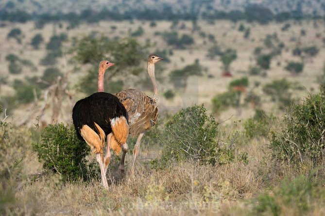 Day Trip - Tsavo East National Park ( Man Eater Lions of Tsavo & Other Big Five) - Afternoon game drive: dry-country rules that concentrate wildlife
