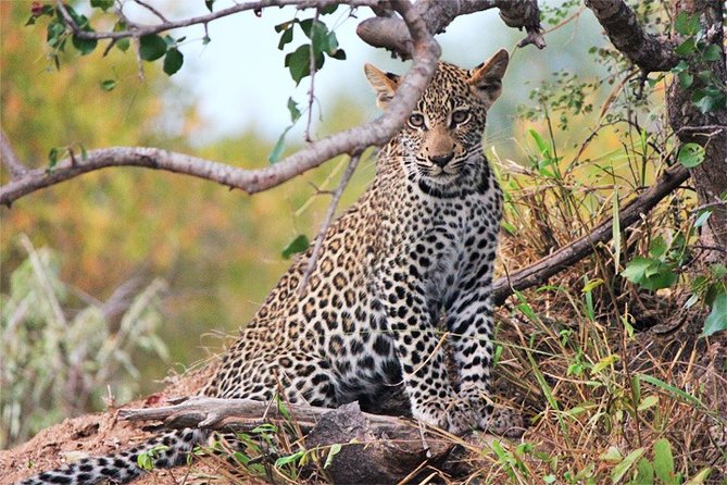 Day Trip - Tsavo East National Park ( Man Eater Lions of Tsavo & Other Big Five) - Your vehicle and guide: what pop-roof viewing is good for