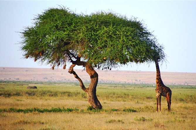 Day Trip - Tsavo East National Park ( Man Eater Lions of Tsavo & Other Big Five) - The 4:30am start from Diani, Mombasa, and Watamu: why it matters