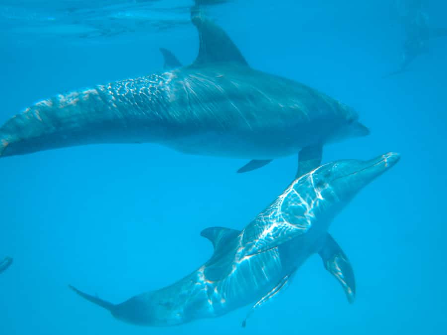 Dhow Adventure to Wasini Island & Kisite Marine Park - A Traditional Dhow Day in Diani to Kisite and Wasini