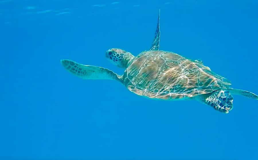 Dhow Adventure to Wasini Island & Kisite Marine Park - Kisite-Mpunguti Marine Park Snorkeling, What You Will Actually See