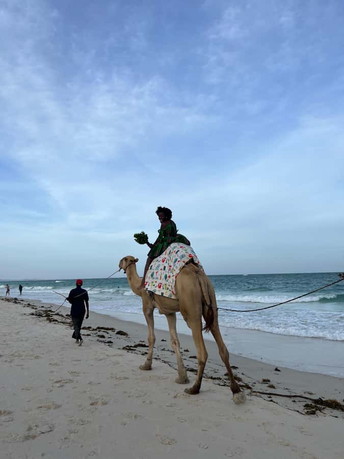 DIANI: BEACH CAMEL RIDE - The views that make the height worth it, ocean horizon and palm framing