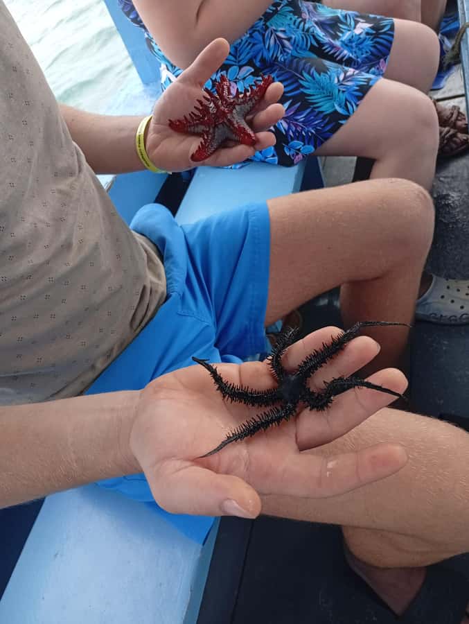 Diani Beach: Glass-Bottom Boat Cruise to Robinson Island - The captain underwater show, fish attraction, and the local fishing rule