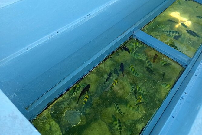 Diani Beach: Glass-bottom Boat Ride with Underwater Show - Price and value: what $30 buys you in Diani, Kenya