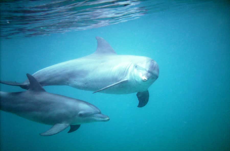 Diani Beach: Kisite Marine Park Dhow & Snorkeling with Lunch - A dhow day from Diani, with Kisite Mpunguti as the main event