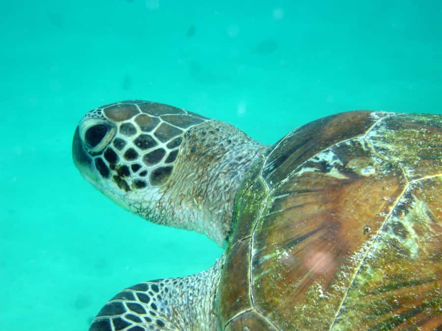 Diani Beach: Kisite Marine Park Dhow & Snorkeling with Lunch - Who should book this tour, and who should skip it