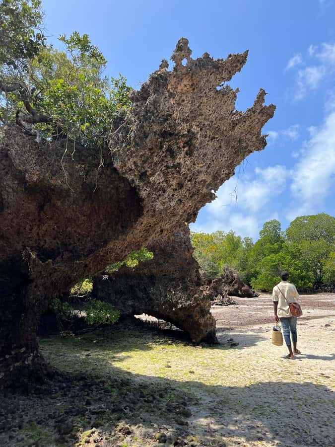 Diani Beach: Private African Pool Map Guided Tour - What to bring so you feel comfortable the whole way