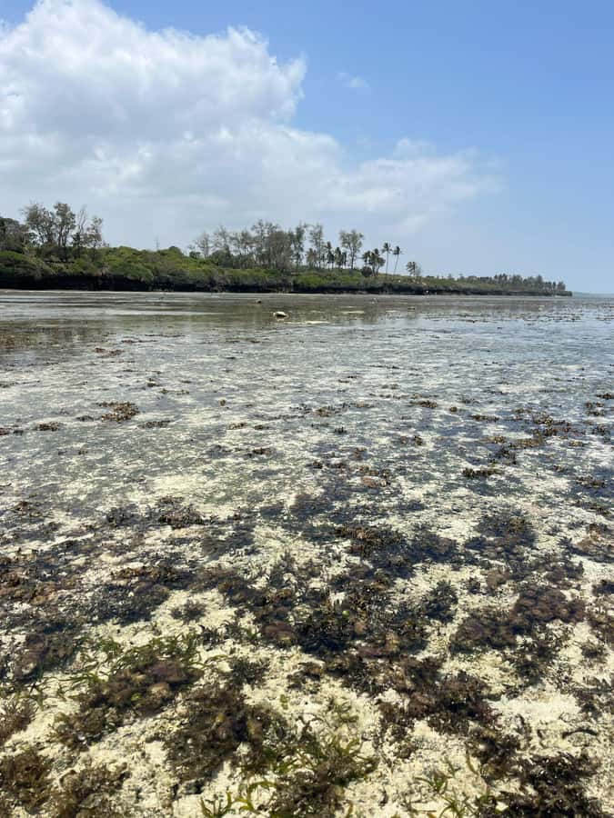 Diani: Full day Guided tour in Tiwi beach & Diani - The African Pool and the Map of Africa Pool: Why Low Tide Changes Everything